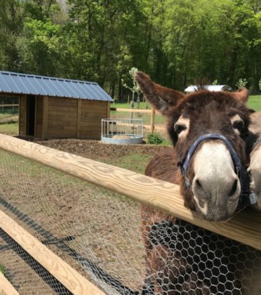 Le Verger de Roncheville et son parc animalier