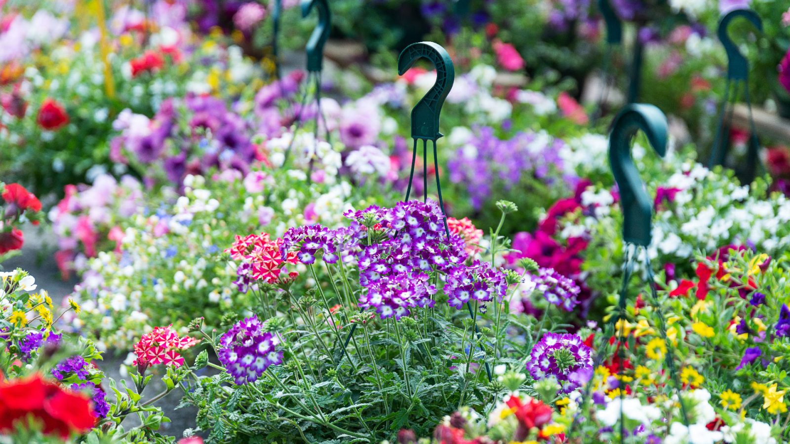 La Fête des Plantes Aromatiques et Médicinales à Neung-sur-Beuvron