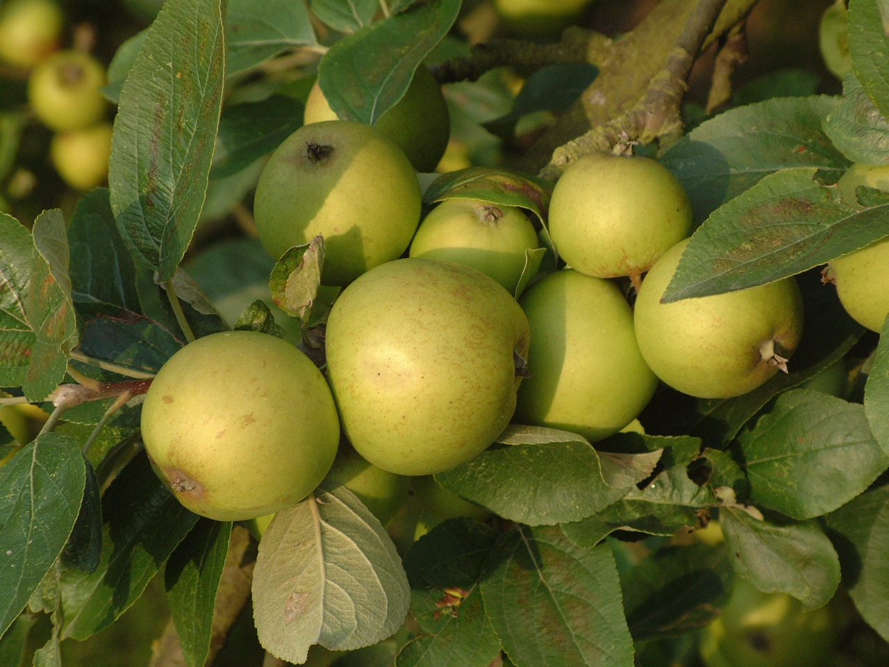 Calvados Pierre  Huet