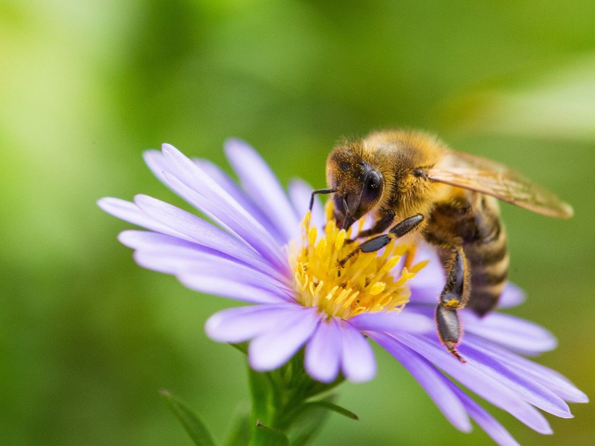 Fête du Miel et de la Nature Le 28 sept 2024