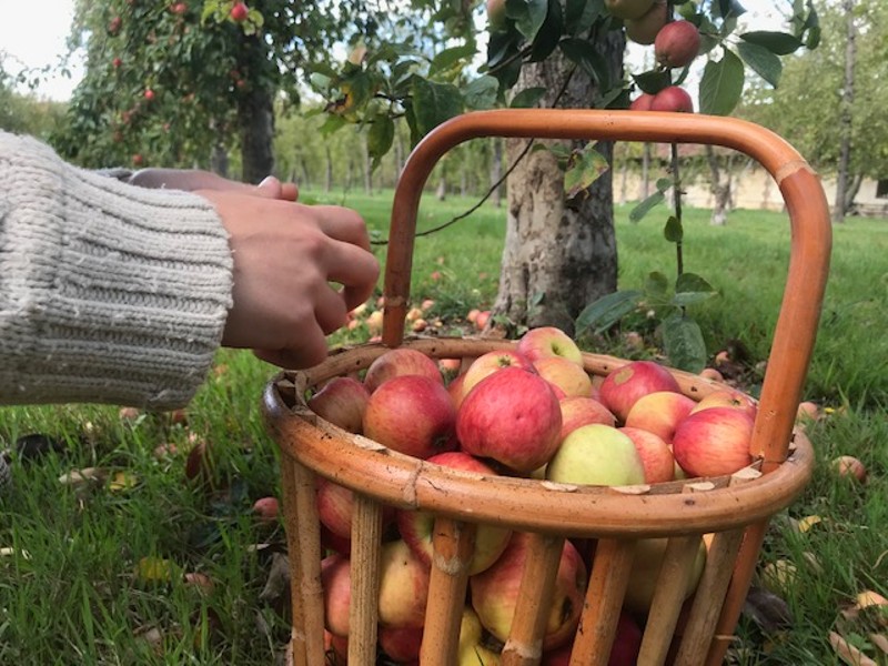 ((Calvados Time)) Activité récolte Le 23 oct 2024