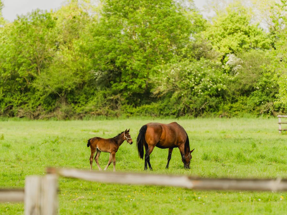 Visite du Haras de la Vallée